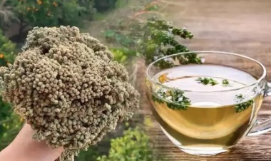 Kekik Çayı Nedir ? Şifa Deposu Kekik Çayı Nasıl Yapılır?